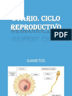 Ovario, Ciclo Reproductivo