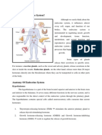 Endocrine System