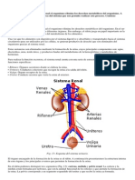 Sistema Excretor