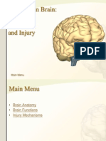 The Human Brain Anatomy