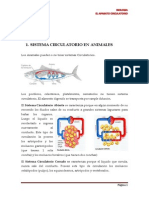 Aparato Circulatorio Biologia Modificado