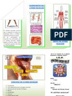 Triptico Del Sistema Muscular