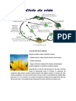 Ciclo de Vida Del El Girasol