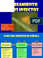 Reproduccion de Los Insectos