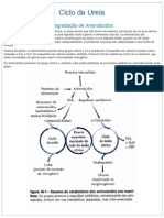 Resumo Bioquímica Ciclo Da Ureia