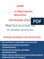 Ap. Rep. Masculino