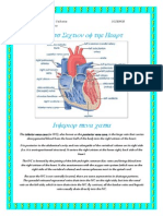 Cross Section Heart - Superior Inferior Vena Cava