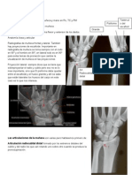 Anatomia de Muñeca