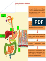 Digestion de Carbohidratos