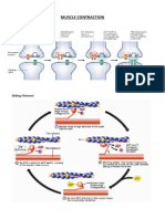 Muscle Contraction: The Neuromuscular Junction