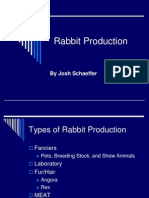 Rabbit Production: by Josh Schaeffer