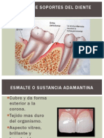 Esmalte o Sustancia Adamantina