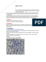 Observación de Celula Animal y Vegetal