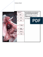 Histo Tech Lab Report 1