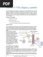 Cilios, Flagelos y Centriolos