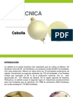 Ficha Técnica Cebolla