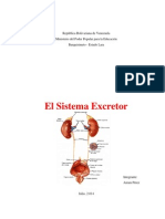 El Sistema Excretor