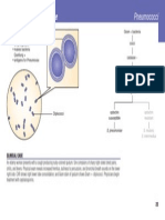 Streptococcus Pneumoniae: Pneumococci