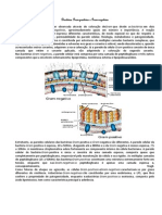 Bactérias Gram-Positivas e Gram-Negativas