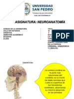 Clase 2 Topografía de La Corteza Cerebral (Parte 1)