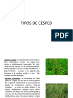 Tipos de Cesped