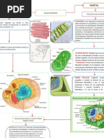 Mapa Conceptual