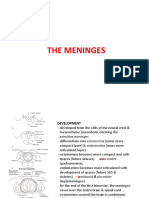 The Meninges