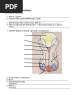 Human Reproduction Worksheet