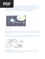 Parts of Neurons: Neurons (For Neurons (For