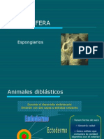 Desarrollo de Poríferos