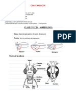 Clase Insecta