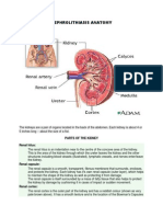 Nephrolithiasis Anatomy