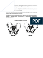 Osteologia Forense