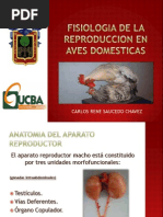 Fisiologia de La Reproduccion en Aves Domesticas PDF