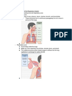 The Respiratory System