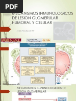 Mecanismos de Lesion Glomerular