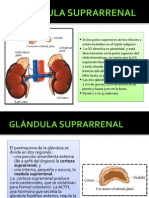 Glandula Suprarrenal