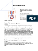 Excretory System