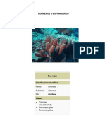 Poríferos o Espongiarios