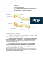 Osteología de Clavicula