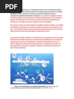 Ayuda para Exposicion de Inmunologia