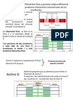 Histo Parte 2 de Miofibrillas y Miofilamentos