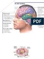 Como Aprende El Cerebro