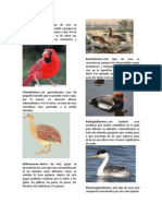 Tipos de Aves