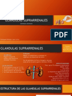 Glandulas Suprarrenales Exposicion