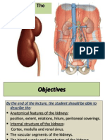 Anatomy of Kidney