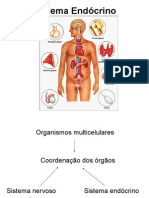 Sistema Endócrino