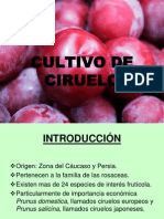 Presentación CIRUELA