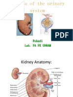 Renal Pathology Blok 13