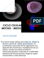 Ciclo Celular I